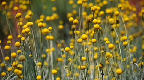 image of a field of yellow Billy Buttons, Australian native flowers
