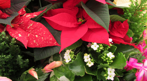 christmas flowers poinsiettas with small white flowers and hot pink flowers on greenery