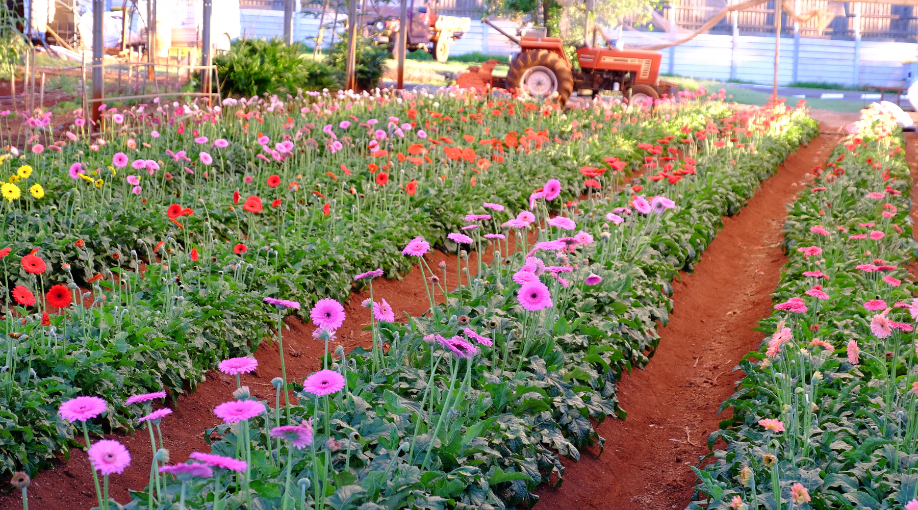 Rows of blooms with paths between on the flower farm