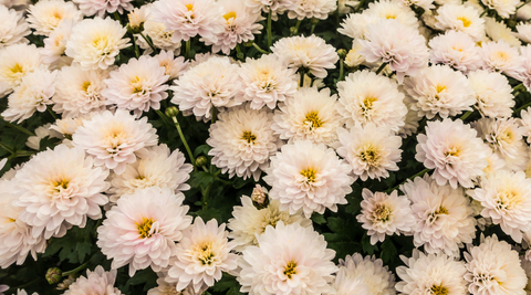close up image of white chrysanthemums with yellow centers 
