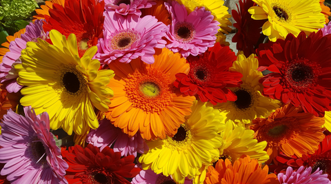 close up image of multi-coloured gerbera daisies