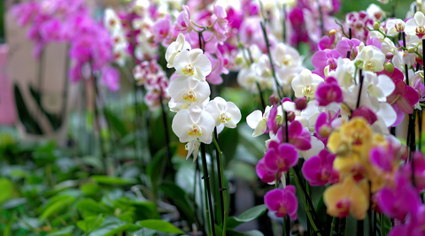 image of a cluster of orchids - white, yellow and purple for flower meanings of orchids