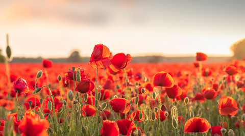 field for red flowers with sunset in background