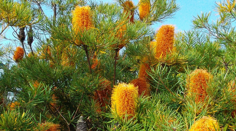 bright orange banksia blooms on a green bush against a blue sky