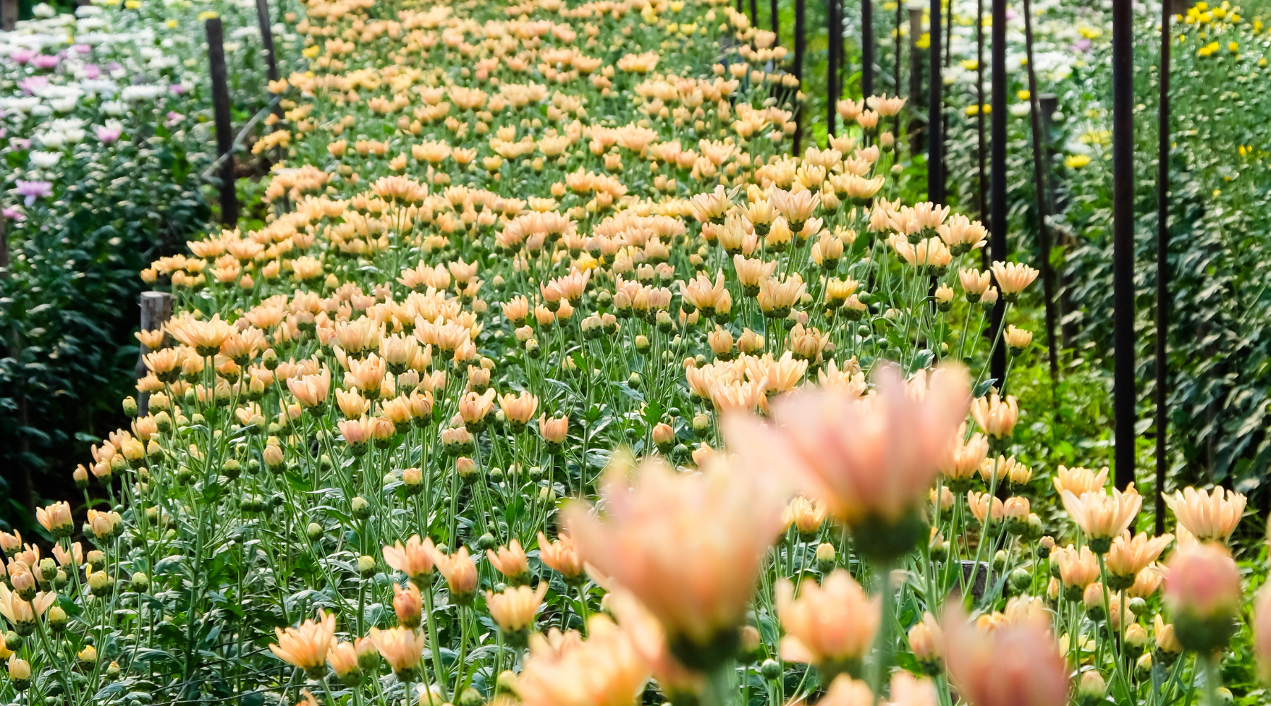 Image of rows of multicoloured blooms with a path between