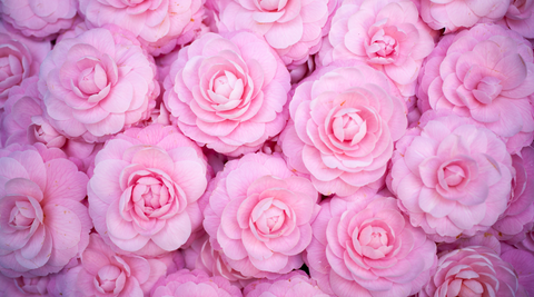 close up of bunches of pink camellias for Australian mothers day flowers