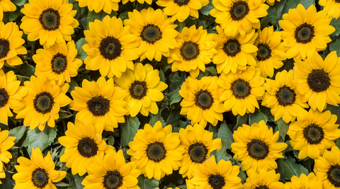 close up of a bunch of bright yellow sunflowers for australian mother's day flowers