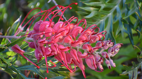 close up image of a red grevillea bloom with greenery in the background for Australian native birth month flowers