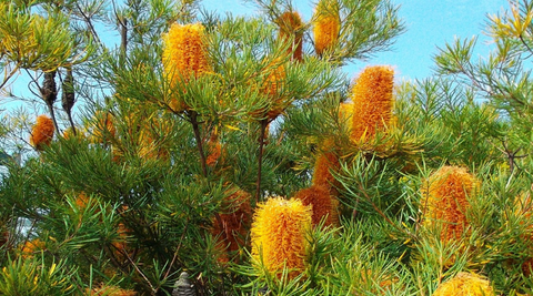 image of orange banksias on green tree with blue background for best Australian natives for cut flowers