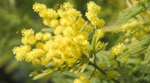 image of yellow wattle with greenery behind for best Australian natives for cut flowers