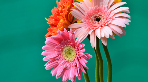 best birthday flowers including bright and light pink gerbera and orange gerbera against a solid green background