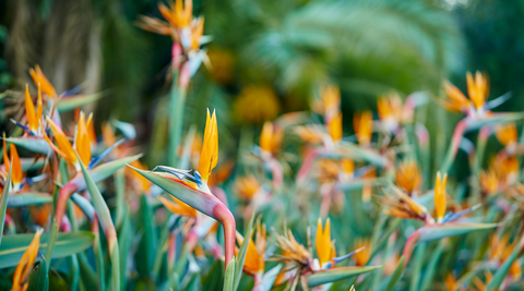 image of birds of paradise in bloom growing in The Flower Farm field with trees in the background