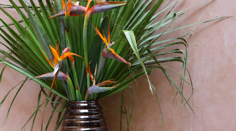 a bird of paradise flower arrangement with green palm leaves as a background arranged in a silver rounded vase against a brushed pink wall