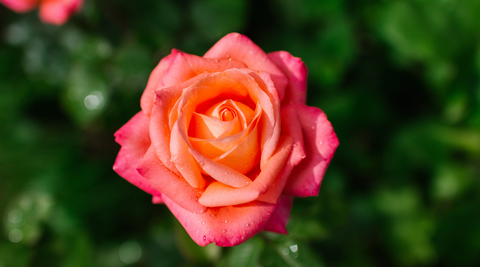 image of reddish orange rose for june birth month flowers
