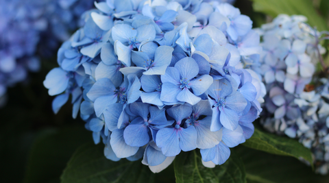 Close up of blue hydrangea bloom
