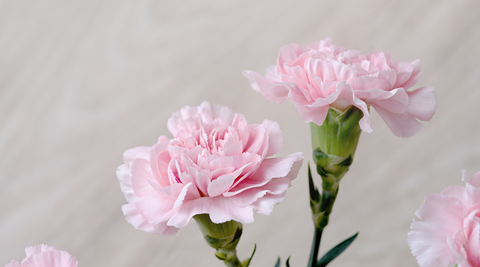 two pink chrysanthemums with green stems against a taupe background by brisbane florist