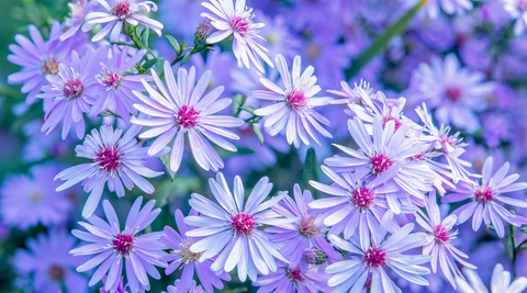 close up of a bunch of purple asters with pink centers for Brisbane florists