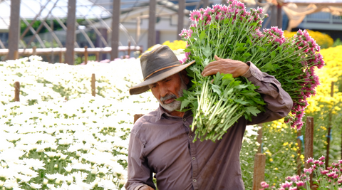 image of farmer carrying large sheath of carnations through a field of flowers