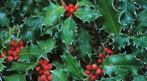 up close of red holly berries and green holly leaves for Christmas flowers