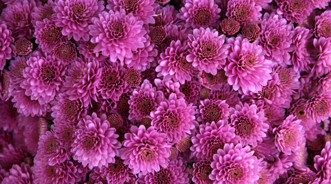 close up of a bunch of purple chrysanthemum flowers