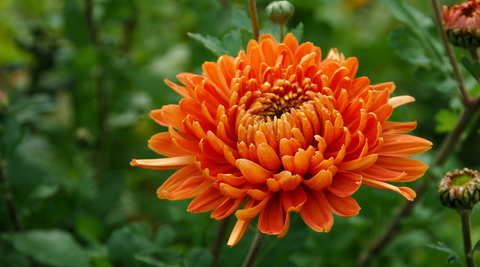 close up of a single orange pom pom style of chrysanthemum flowers with a green background of leaves