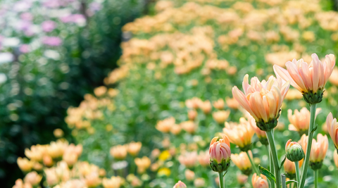 field of peach and yellow carnations with a close up of a few just about to bloom