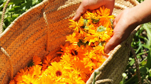 hands reaching into a wicker basket and scooping up orange blooms for country of origin labelling