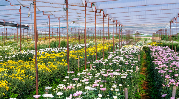 the flower farm's flower fields with rows of flowers in bloom in yellow, white and pink with sun protection overhead for country of origin labelling