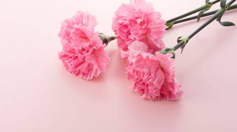 image of three cut pink carnations with long stems on a pink table