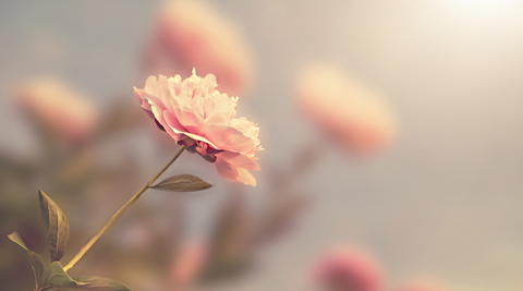 close up of peach or light pink cut roses against a grey background