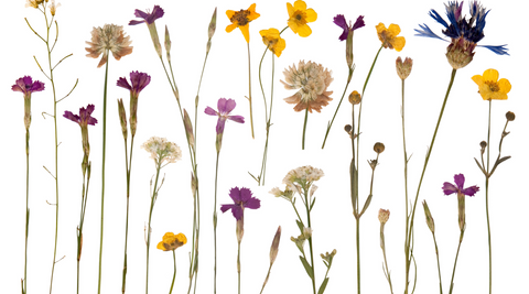 multicoloured dried pressed flowers on white background