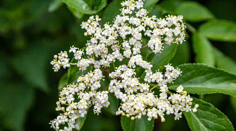 close up of a branch of white elderflower blooms in front of large green leaved foliage
