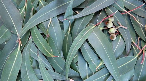 close up of grey green eucalyptus leaves and gum nuts lying on top