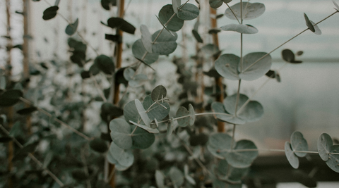 image of the grey green foliage of eucalyptus