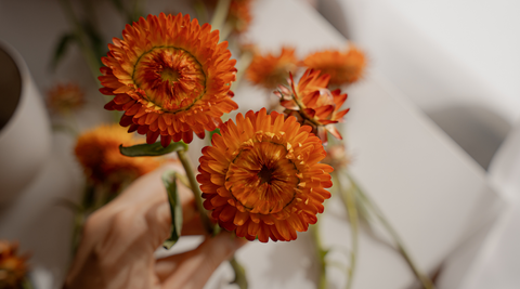 image of a cluster of orange everlastings for best australian natives for cut flowers