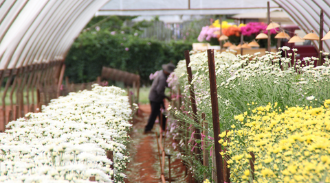 Rows of farm flowers growing under the glass, white, yellow and pink