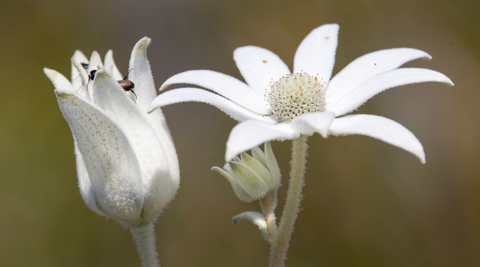 image of a pair of white flannel flowers with a green grey blurry background