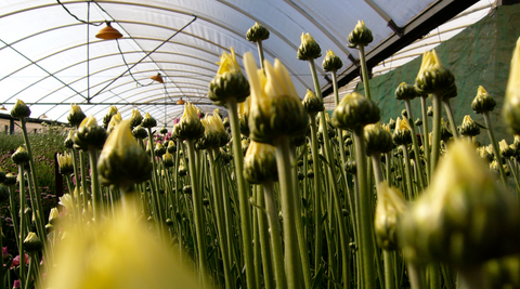 Rows of yellow gerberas under the greenhouse roof just about to bloom for florist in brisbane