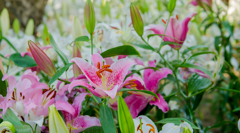 close up of pink lillies growing in a field with green stems around by florists in brisbane