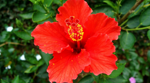 close up of a single bright red hibiscus bloom for use in a flower cocktail