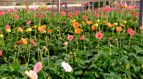 field of orange, yellow and pink gerberas with lush green stems and leaves for flower delivery brisbane