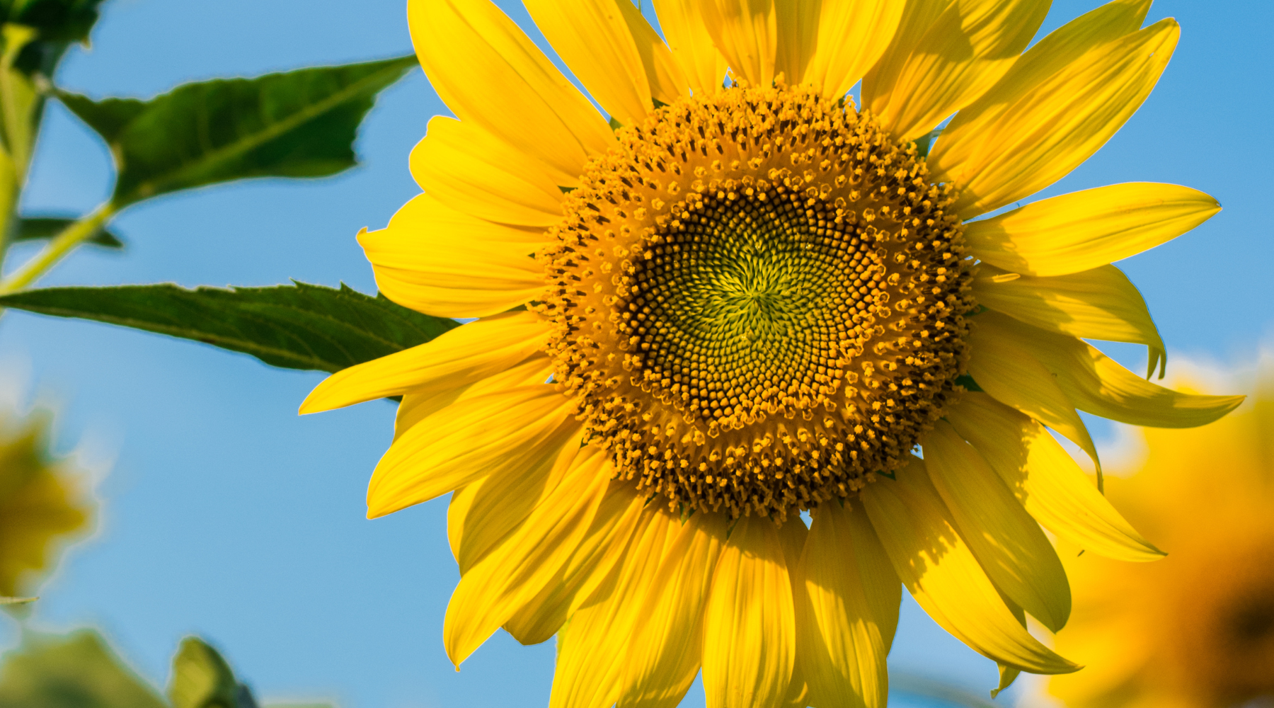 Image of yellow sunflower