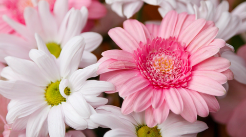 close up of a white daisy and pink gerbera daisy from the flower farm