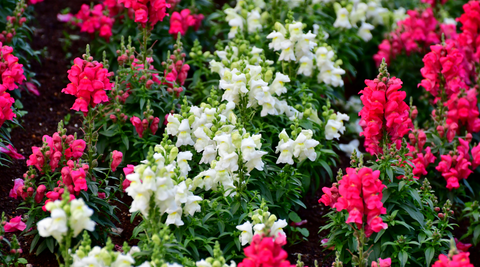 flower farm field of pink and white snapdragons with lots of green leaves