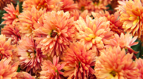 close up image of orange chrysanthemums for flower meanings of mums