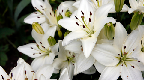 close up image of white lilies on a black background for flower meanings of lilies