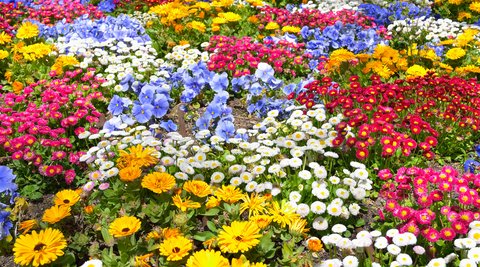 field of lush multicoloured blooms as far as the eye can see demonstrating fresh flowers not available via flower relay companies