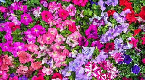 close up of hundreds of multicoloured petunias for the best flowers for a baby girl