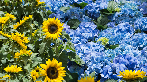 close up of yellow sunflowers and blue hydrangeas for flowers for baby boy