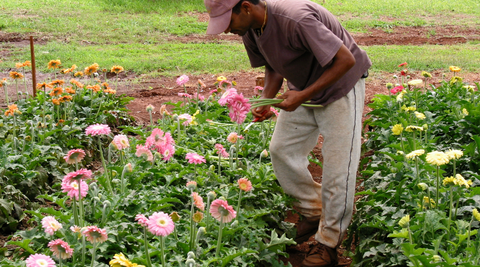 Flower farm employee hand cutting the freshest brisbane flowers for florist in brisbane